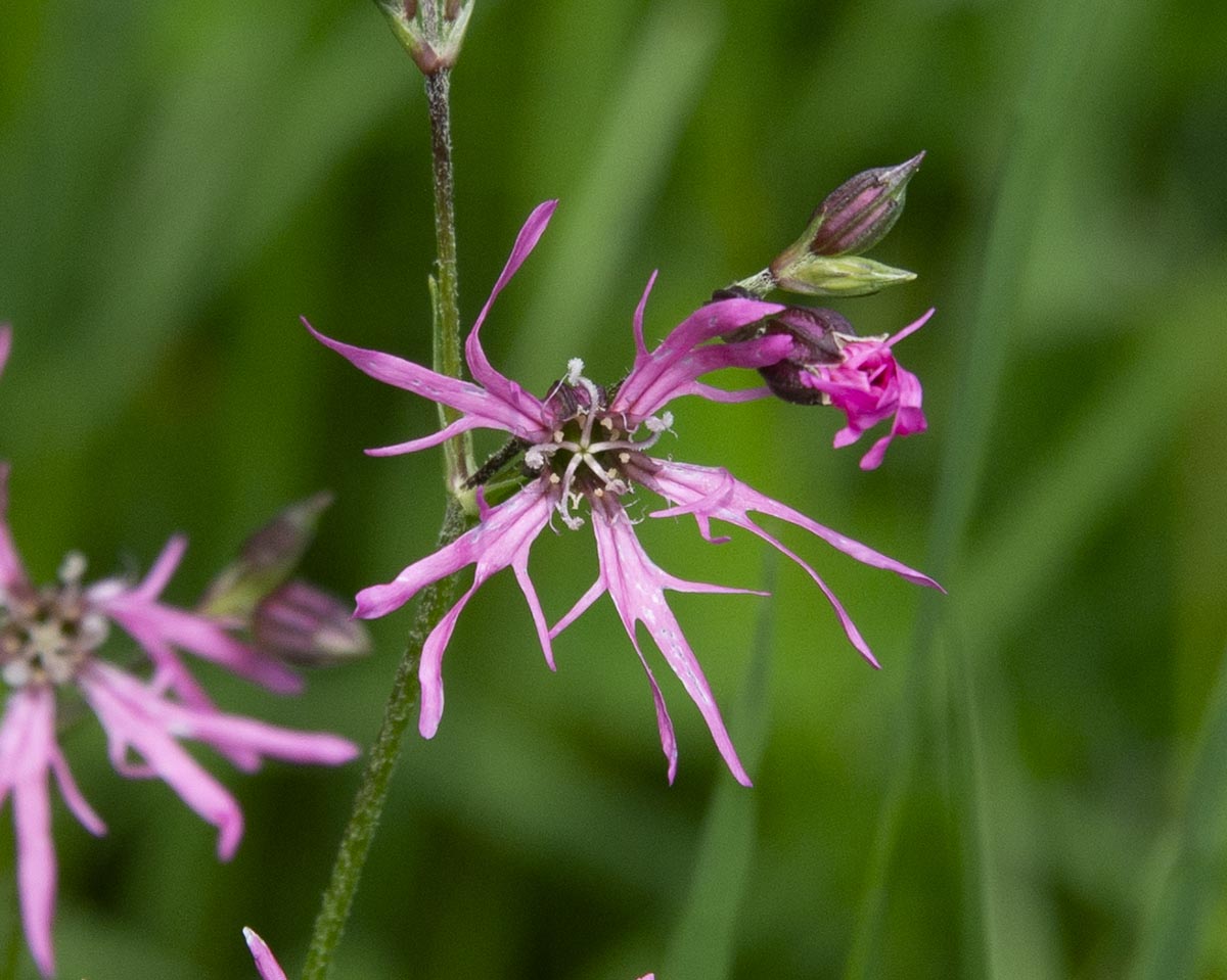 Blüte, 5 Griffel